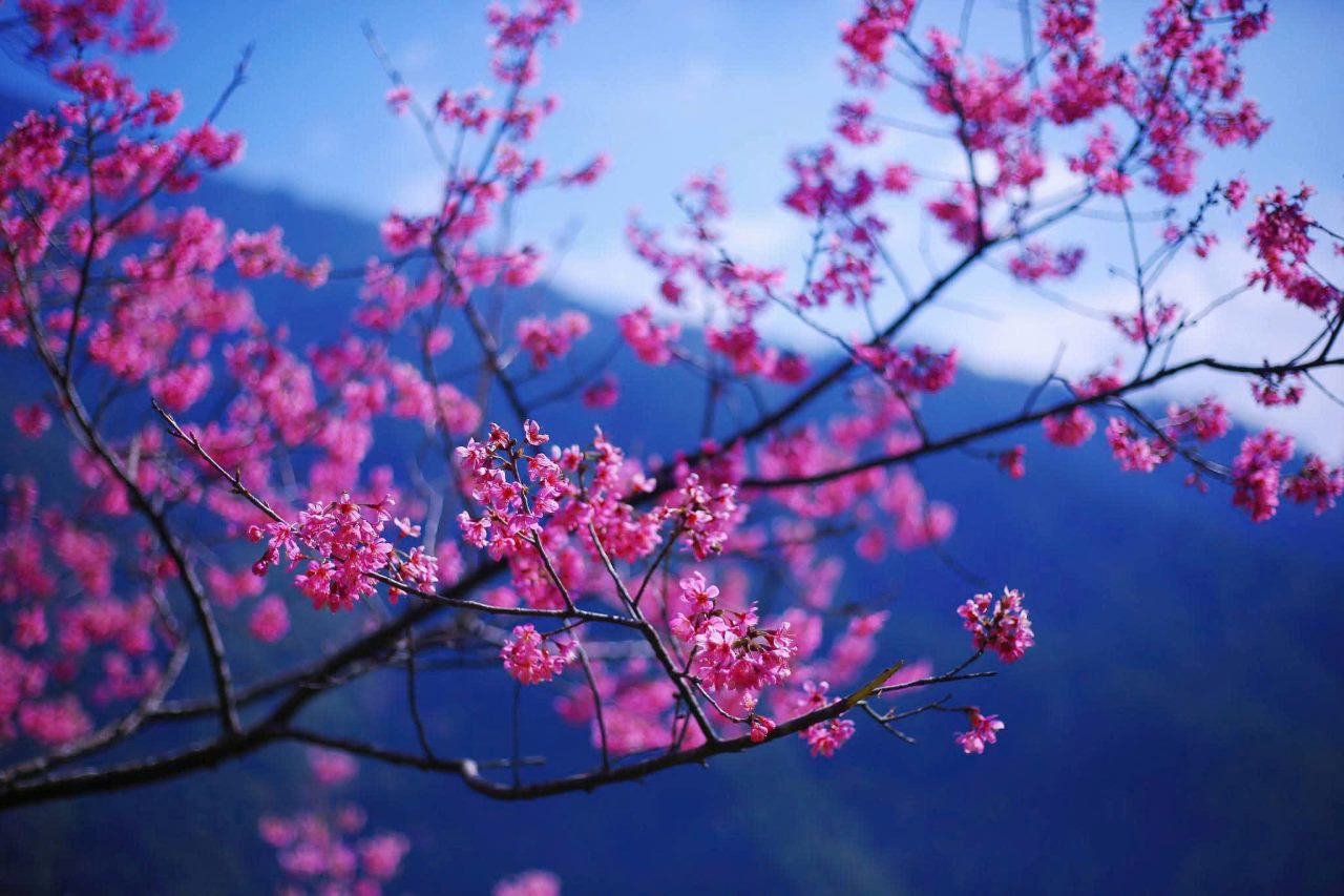 Nhung sac hoa To Day dep lung linh giua thien nhien hung vi. Anh: Van Duc