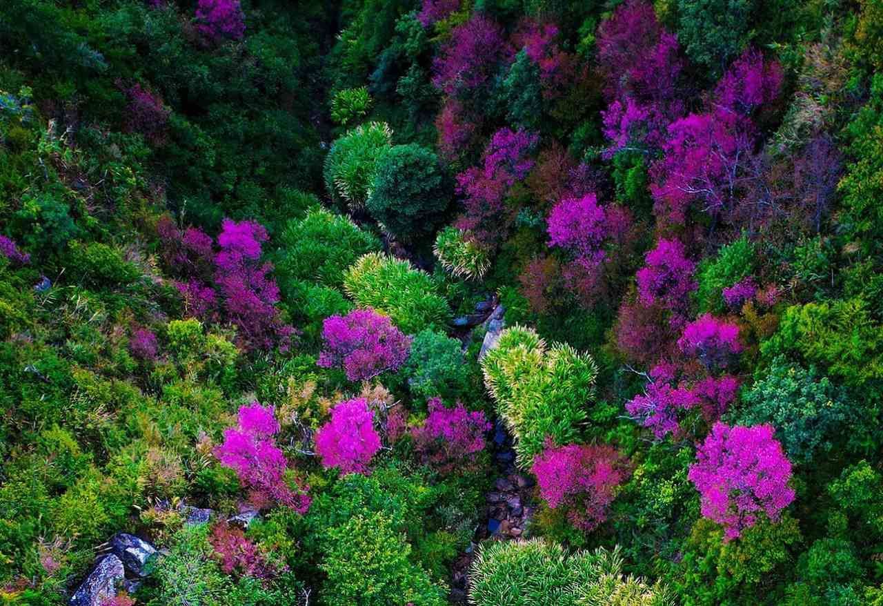 Day la loai hoa dac trung cua dong bao nguoi H'Mong tai cac xa vung cao Lao Cai. Anh: Van Duc