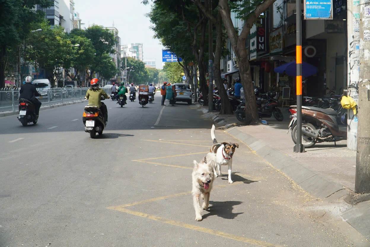 Khu vuc Dong Nam A la diem nong cua benh dai do luong cho tha rong lon, ty le tiem phong dai o vat nuoi con thap. Anh: Minh Tam