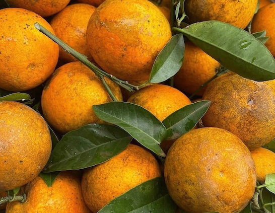 Oranges and tangerine fruits are almost non-containing natural vitamin D. Photo: Kieu Vu