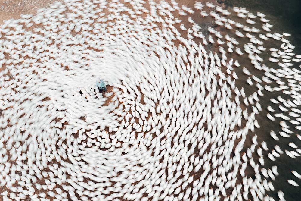 Đàn vịt chạy như lốc xoáy dưới chân núi Tây Ninh qua ống kính nhiếp ảnh gia. 