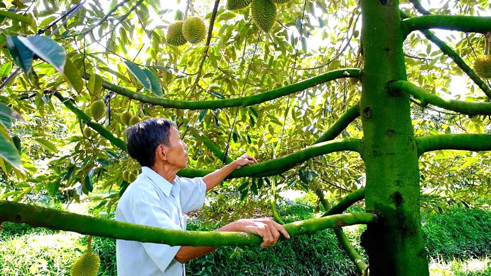 Sau rieng. Anh: My Ly