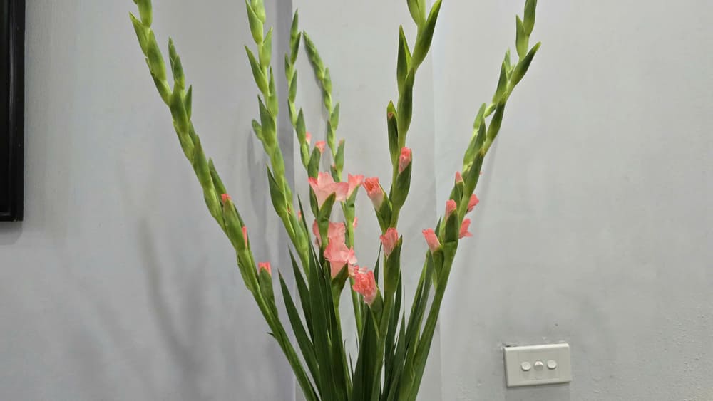 Flowers are one of the most popular decorative flowers for the living room on cold winter days. Photo: Tuan Dat