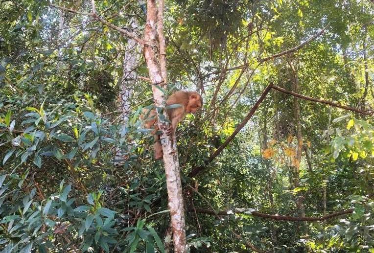 The long-tailed monkey was handed over by Lam Dong people and released back into the wild by the authorities. Photo: Provided by the police