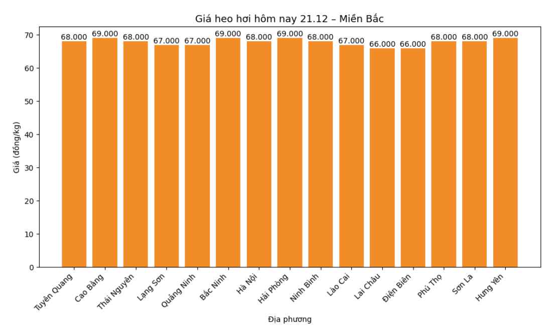Gia heo hoi hom nay 21.12 tai khu vuc mien Bac. Do hoa: Thuy Linh