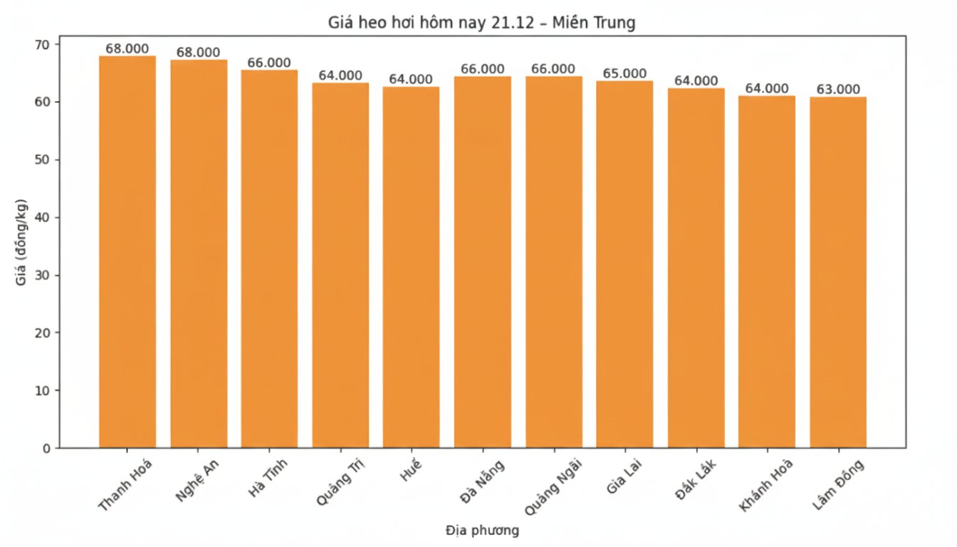 Gia heo hoi hom nay 21.12 tai khu vuc mien Trung. Do hoa: Thuy Linh