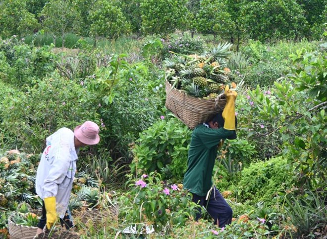 Cay khom da giup nguoi dan o huyen Tan Phuoc, tinh Tien Giang cu (nay la tinh Dong Thap) thoat ngheo. Anh: Thanh Nhan