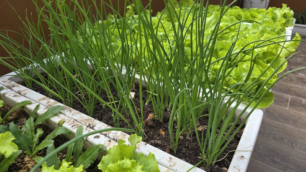 Growing and caring for green onions requires applying the correct process to achieve optimal results. Photo: Tuan Dat