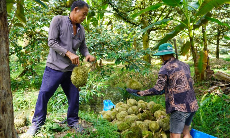 Sầu riêng Miền Tây: Cú sốc đầu vụ và lối thoát bền vững
