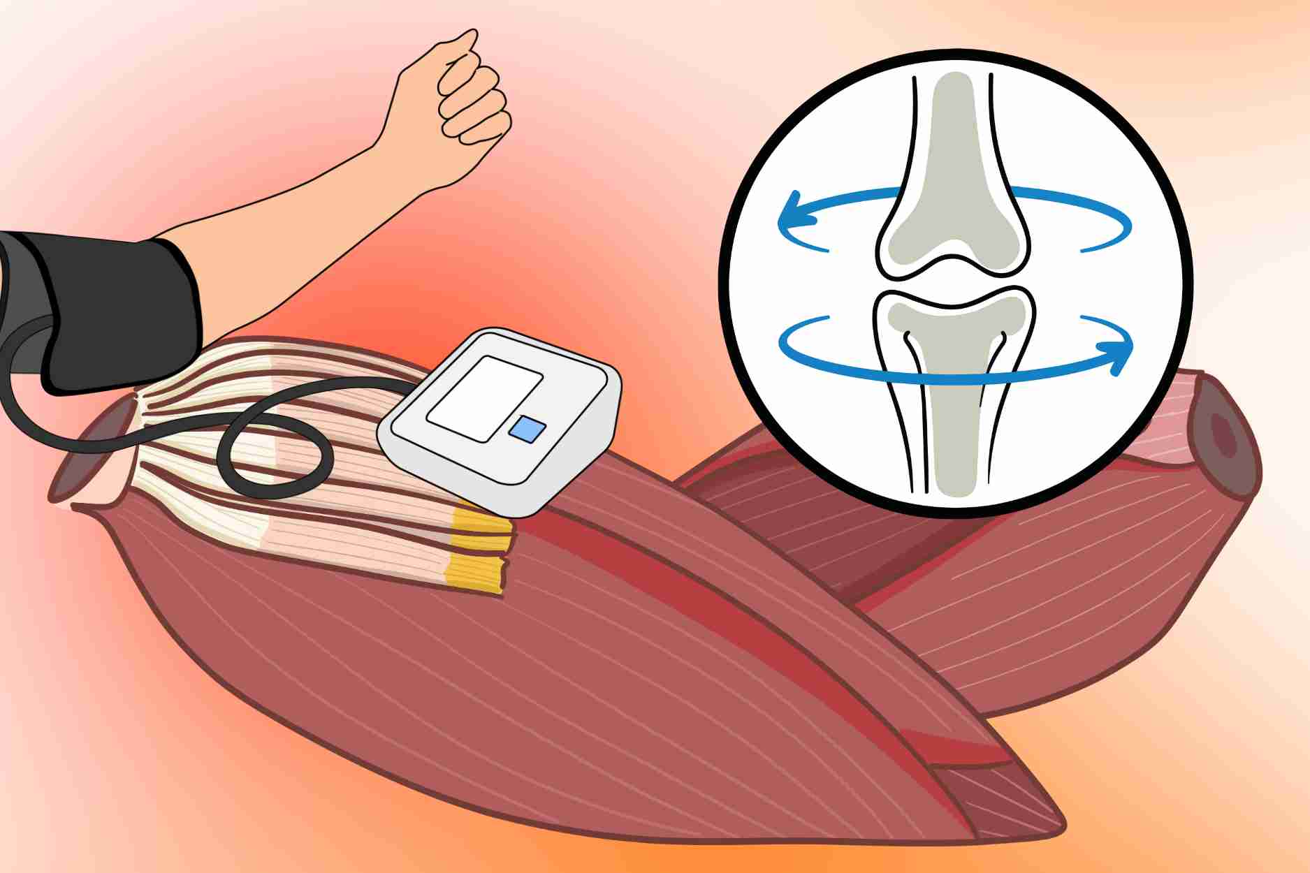 Wild sunflowers help relieve the belly, stabilize blood pressure, support bones and joints