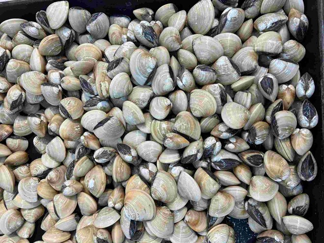 Proper storage will help clams stay as fresh as when they were first purchased. Photo: Kieu Vu