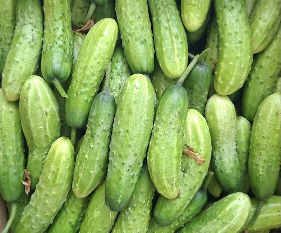 Cucumbers are beneficial for health in cold weather if prepared properly and eaten at the right time. Photo: Kieu Vu