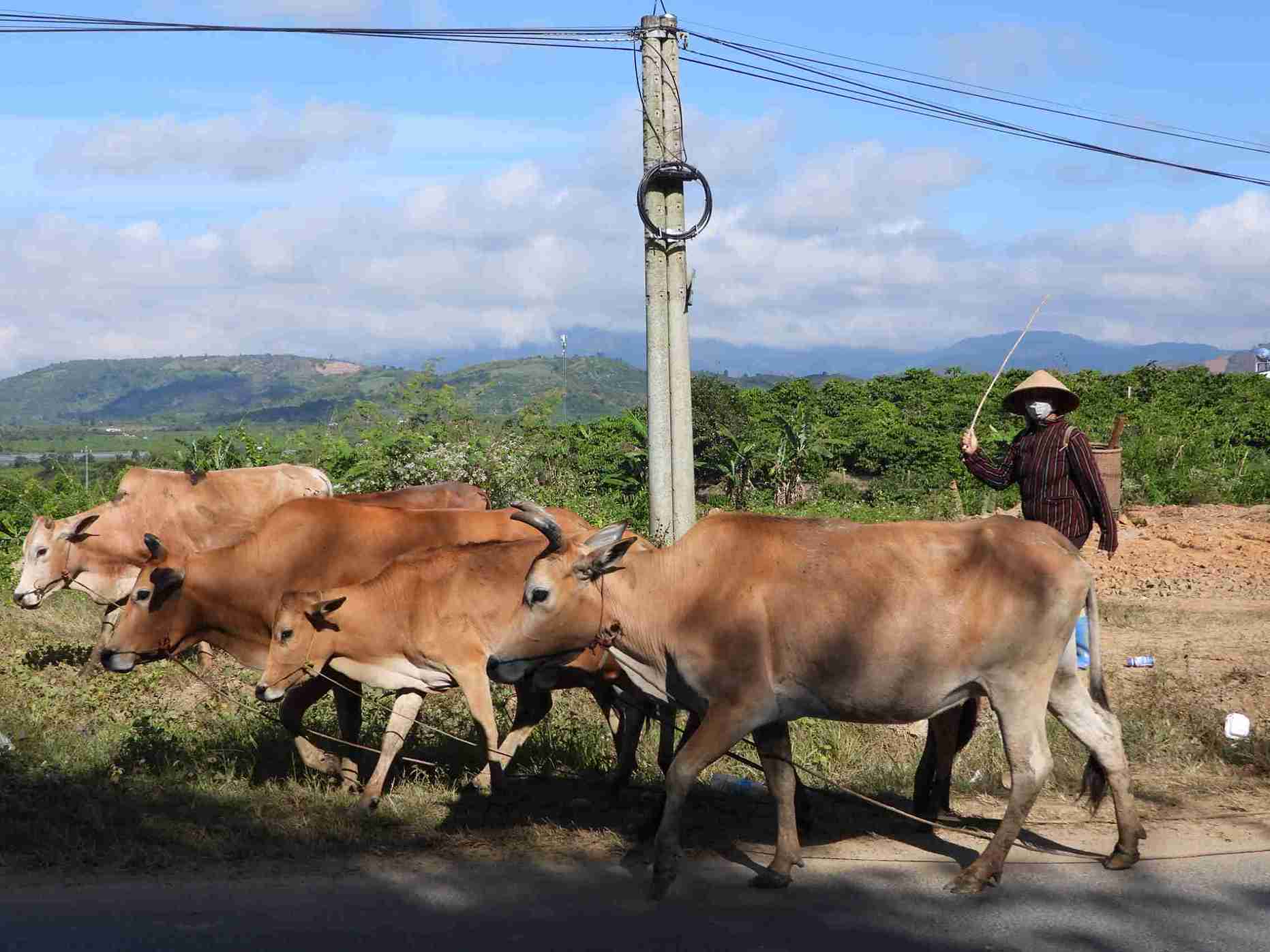 Chan nuoi la mot trong nhung nganh mui nhon giup ba con dia phuong phat trien kinh te. Anh: Bao Lam