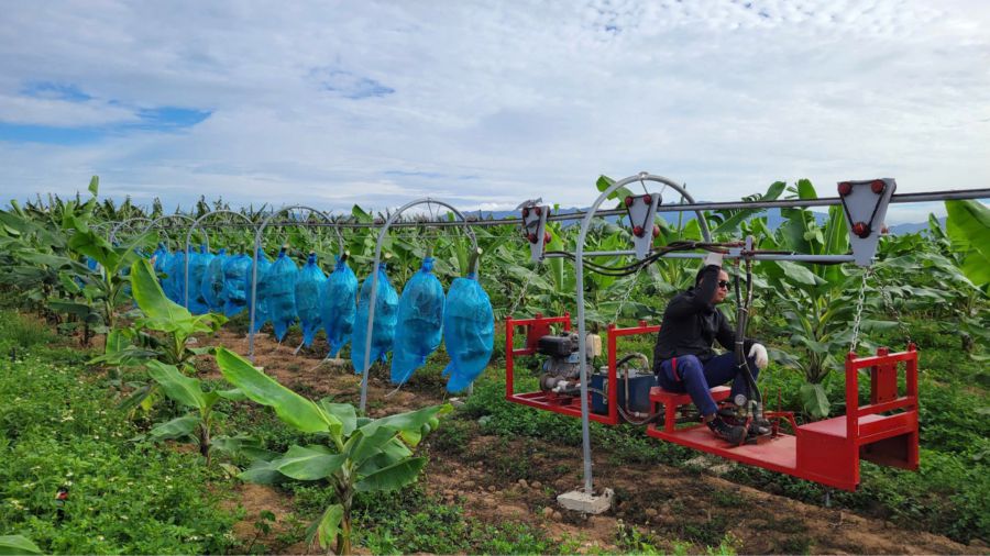 논에서 예비 가공 공장으로 바나나 다발을 운반하는 장비 시스템. 사진: 하오 티엔