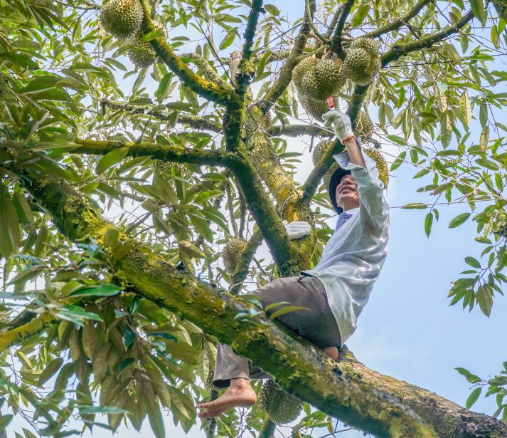 Nha vuon cham soc sau rieng theo huong giam chi phi, tang tinh ben vung truoc bien dong gia. Anh: Phuong Anh