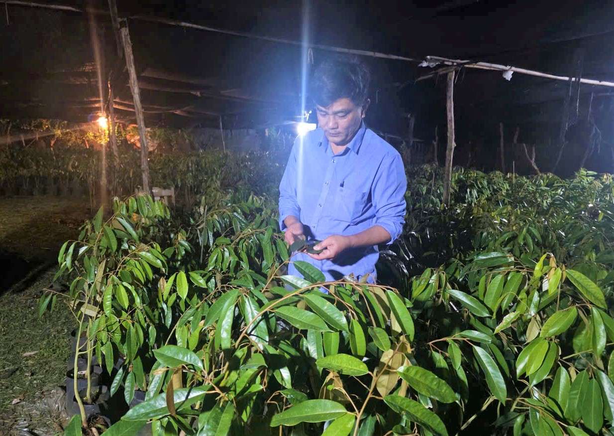 Voi su ho tro cua Lam Dong ve giong, ky thuat, buoc dau cho thay mo hinh san xuat giong cay sau rieng tai tinh Champasak phat trien tot. Anh: Hoang Phuc 