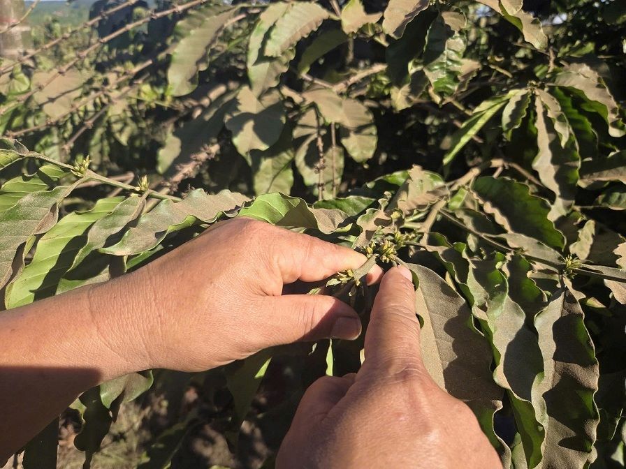 Khong chi anh huong den suc khoe, hoat dong say ca phe con khien cho nhieu dien tich ca phe cua nguoi dan bi giam manh nang suat. Anh: Vien Nguyen