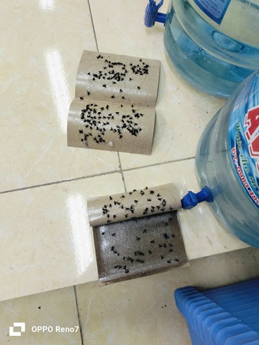 Ruoi trong lop hoc. Anh: Minh Hieu