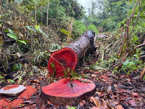 A large acacia tree in the Ho Nuoc Ngot Cultural Area (Soc Trang ward, Can Tho city) was cut down, the cut is still very new. Photo taken on the morning of December 11. Photo: Phuong Anh
