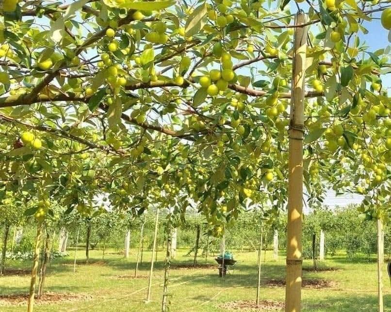 Mo hinh tao gian duoc dia phuong trien khai tu nam 2018, mang lai hieu qua kinh te cao