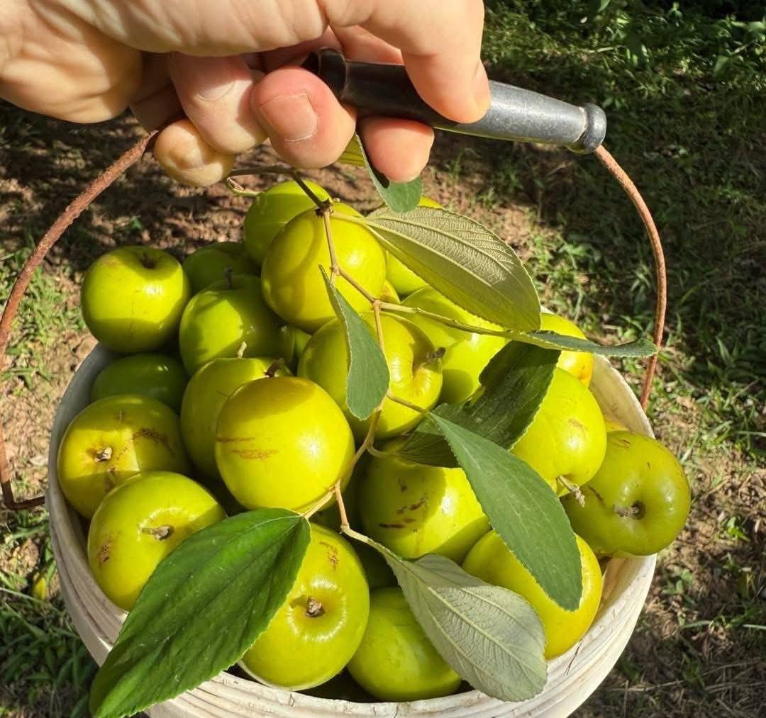 Tao muoi tro thanh cay trong chu luc cua nong dan phuong Nam Do Son. Ảnh: Phuong Nam Do Son