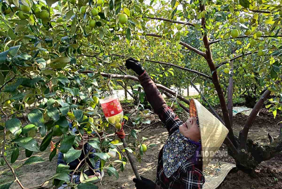 Ba Pham Thi Linh hai tao de kip giao cho khach. Ảnh: Mai Dung