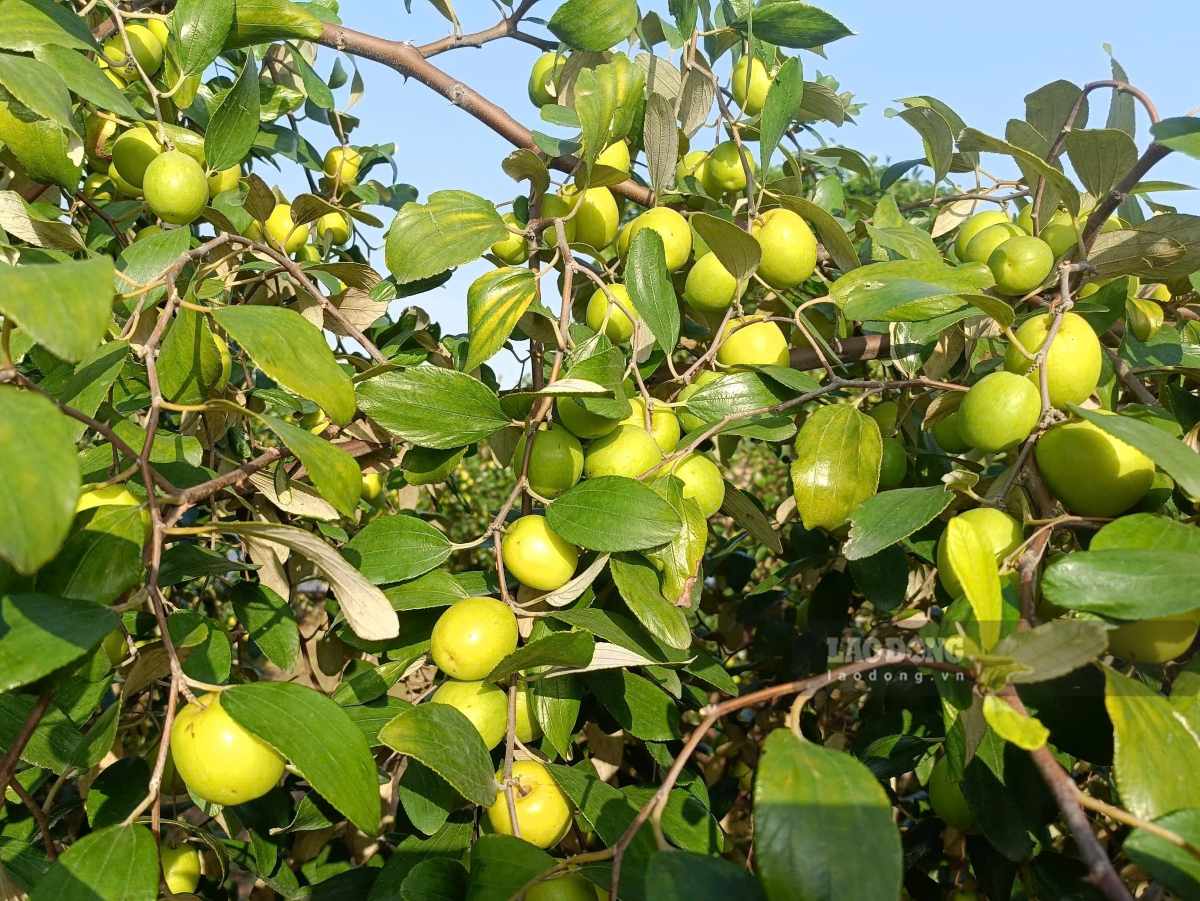 Almonds are a product of Bang La and Hai Phong during the harvest season. Photo: Mai Dung