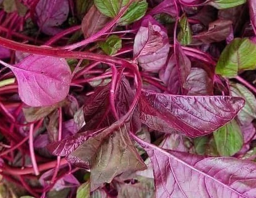 Amaranth is suitable for workers to work hard and exercise a lot to include in meals to naturally supplement calcium. Photo: Kieu Vu