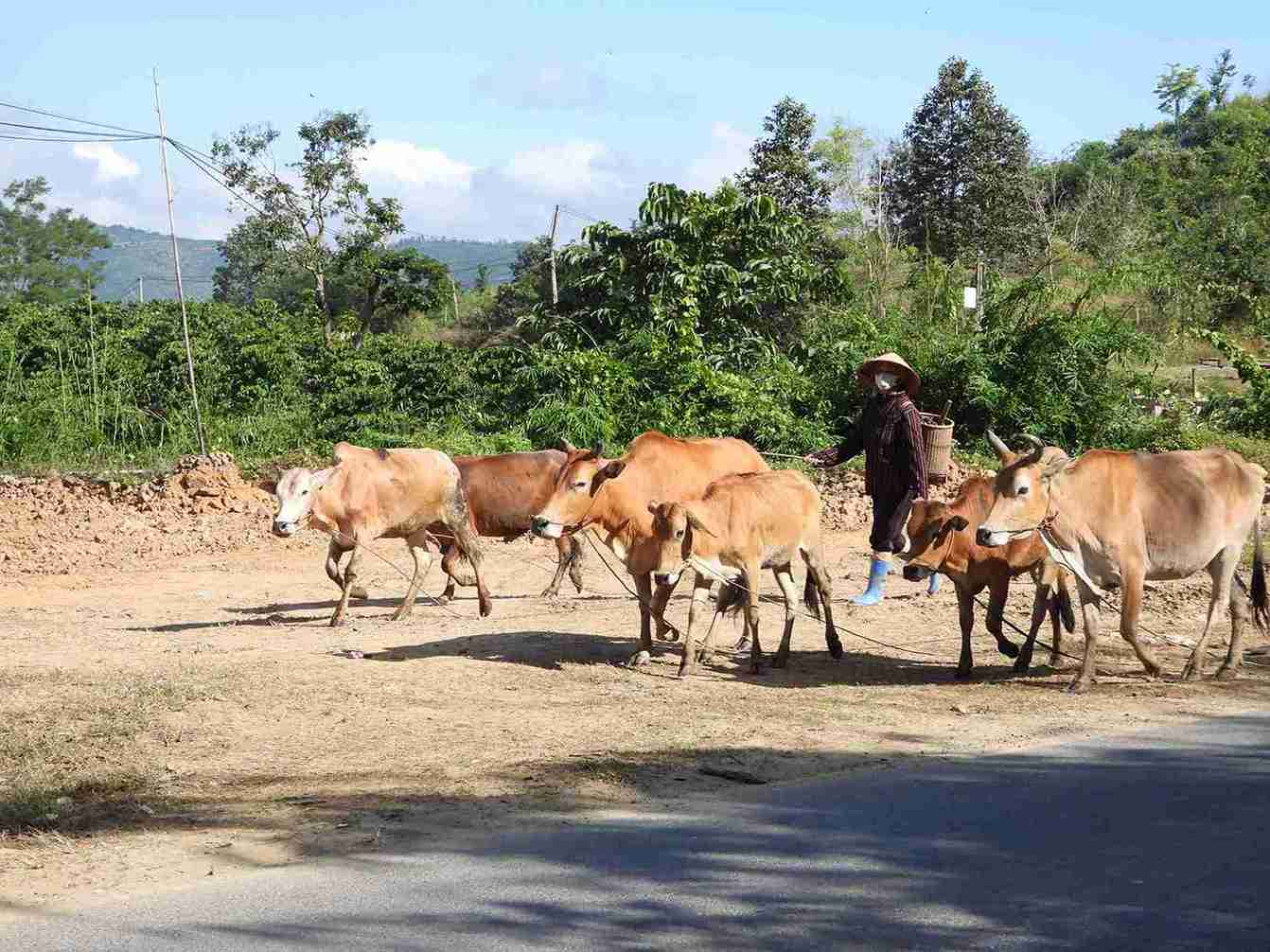Nguoi dan xa chan nuoi, phat trien kinh te. Anh: Bao Lam