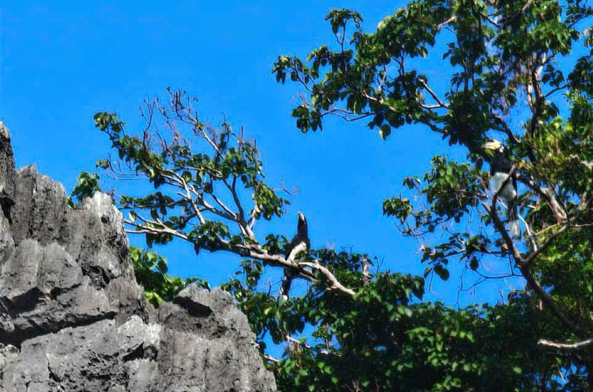 Doi chim la, nghi la loai Cao cat trang, tren vinh Ha Long. Anh do nguoi dan cung cap