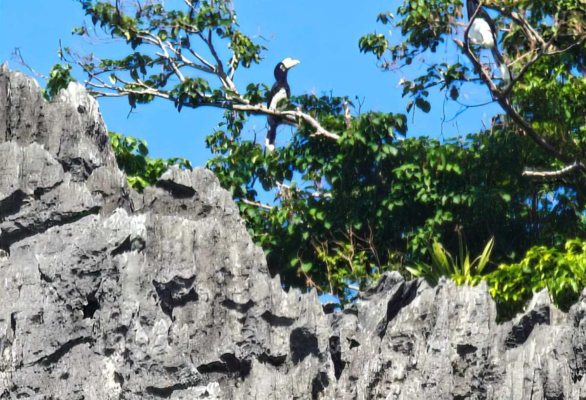 The pair of birds are suspected to be white-bellied sand dunes on the top of the rocky mountain in the middle of Ha Long Bay. Photo provided by the people