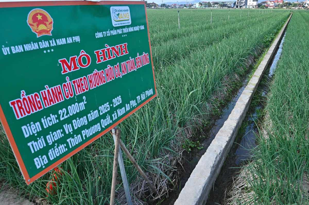 Vung trong cay vu Dong xa Nam An Phu, Hai Phong. Ảnh: Anh Tu