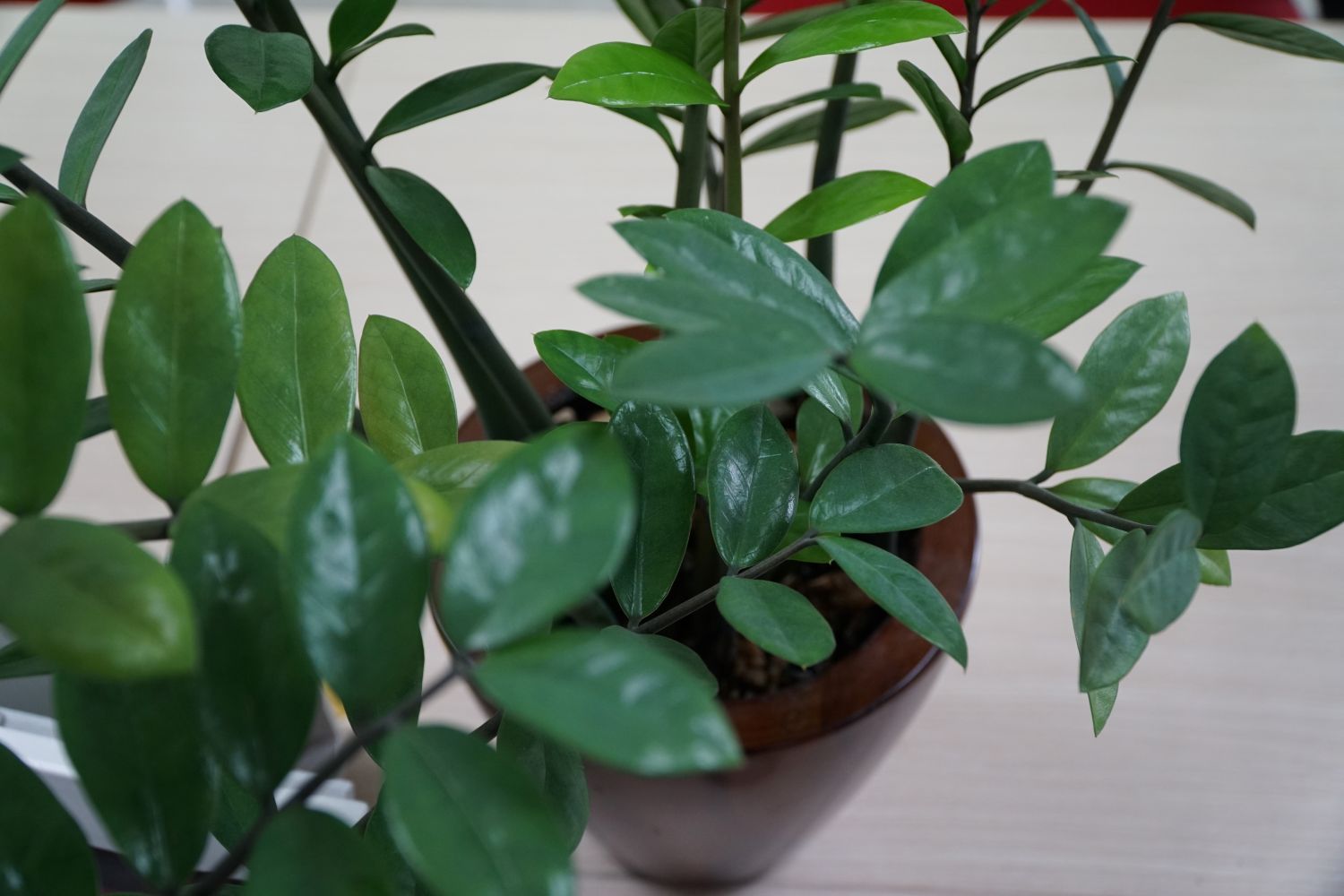 Green trees are a natural highlight that helps the home space become more fresh. Photo: Thanh Thanh