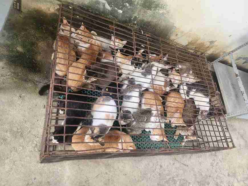Công an tạm giữ 26 con mèo bị nhốt trong lồng sắt, bao tải tại một căn nhà thuê ở Khánh Hòa. Ảnh: Công an cung cấp