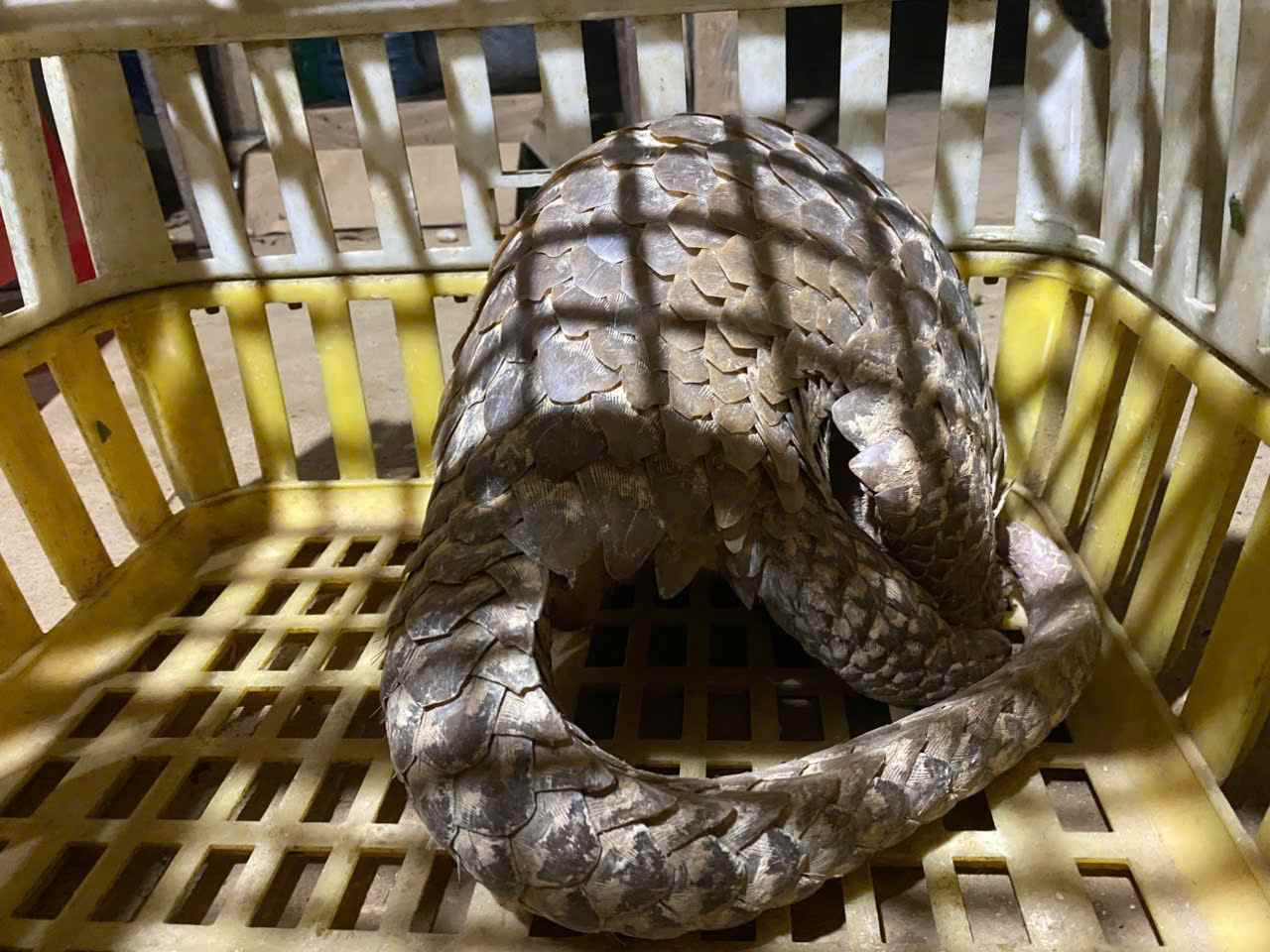 Ca the te te nang 6kg duoc nhom thanh nien phat hien ban giao cho co quan chuc nang. Anh: Cong an cung cap 