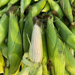 Corn silk water has the effect of healing the kidneys if drunk properly. Photo: Quang Minh.