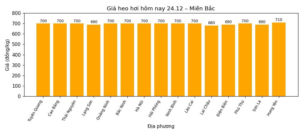 Gia heo hoi hom nay 24.12 tai khu vuc mien Bac. Do hoa: Thuy Linh