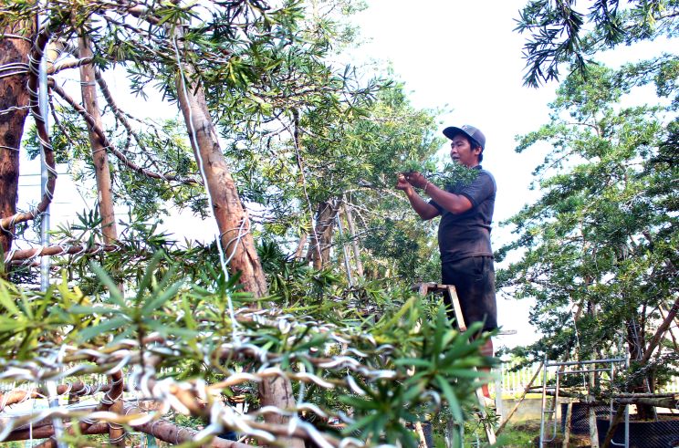 Cac mang hoa kieng o day cung duoc cac nha vuon dau tu rat da dang du de thu hut moi gioi, moi lua tuoi. Do co the la nhung cay kieng co dang the doc la voi nhung duong chay van xoan tu than den chi nhanh de nguoi co tuoi, nguoi dam me cay kieng trai nghiem.. Anh: Luc Tung