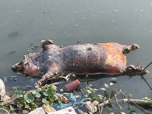 Xác lợn chết trôi trên sông Pheo đã được tiêu hủy. Ảnh: Tuấn Phan