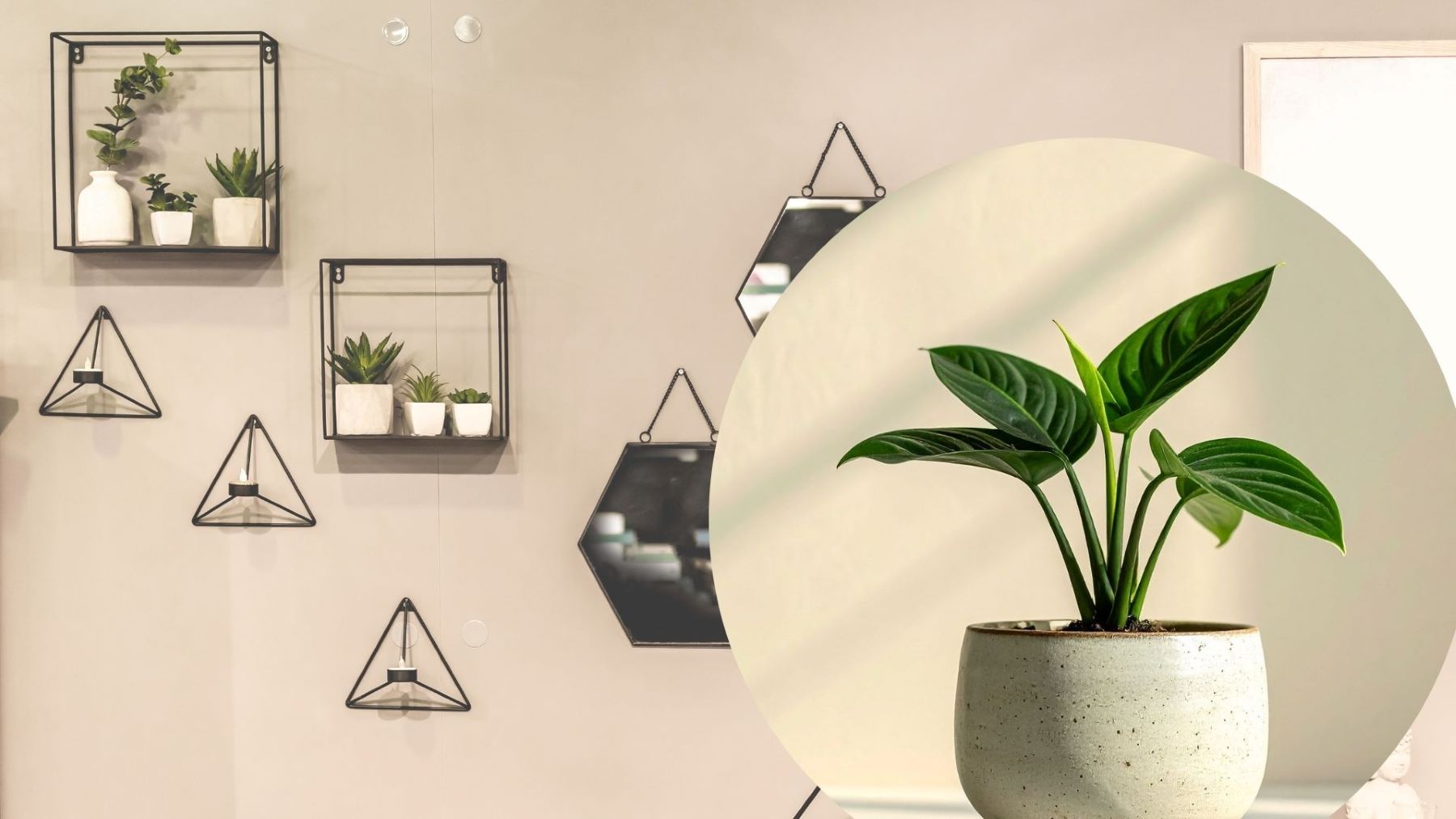 Adding trees to the house is a simple, cost-effective way to bring vitality and a fresh feeling to the living space. Graphics: Thanh Thanh