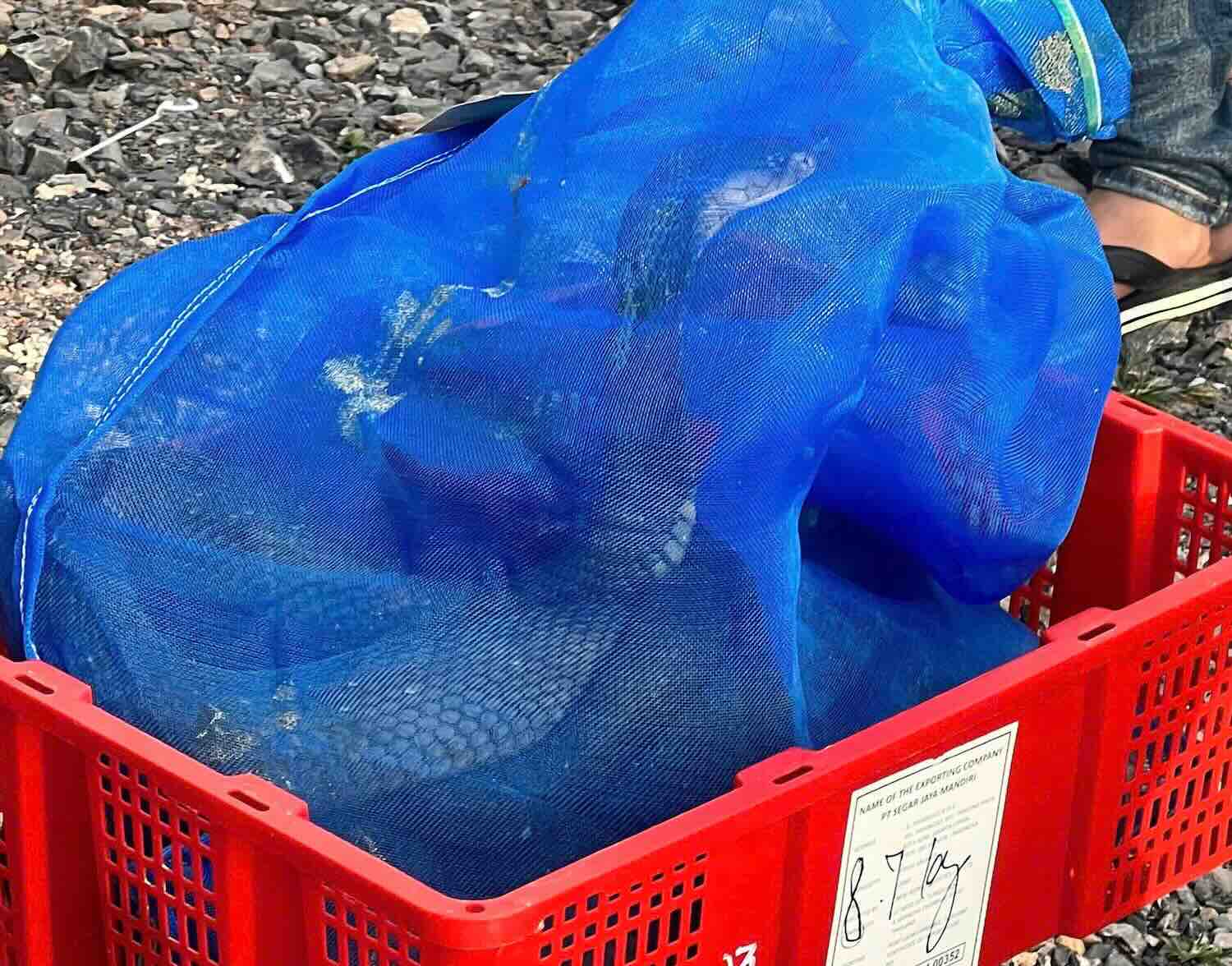 The tiger snake was discovered by the authorities on a passenger bus. Photo: Economic Police Department of Quang Tri Provincial Police