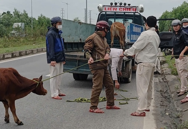 The ward in Da Nang has launched a campaign to temporarily detain 7 free-range cows. Photo: Lien Chieu