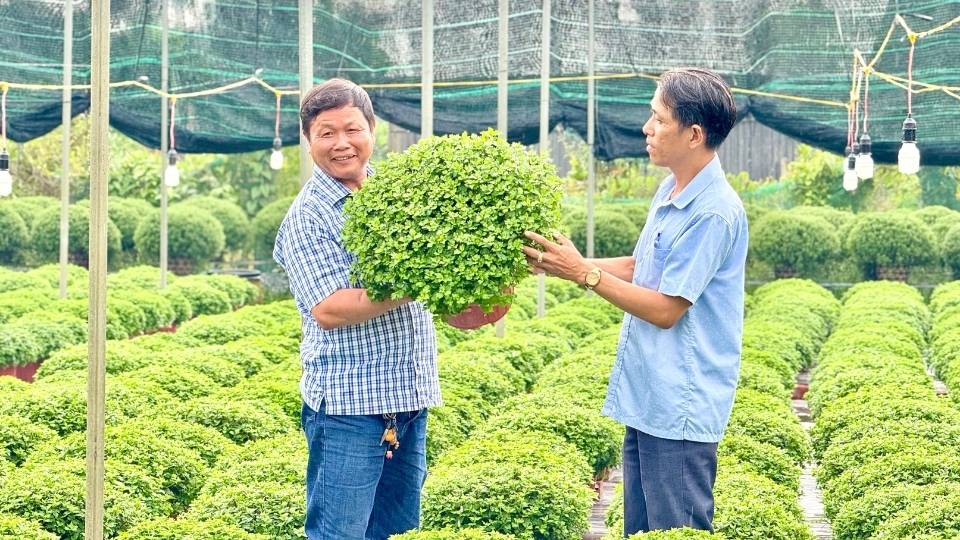 Korean chrysanthemum pots showing off their colors in Cho Lach flower garden, are being continued to be tested by farmers for the 3rd year for the 2026 Lunar New Year crop. Photo: Hoang Loc