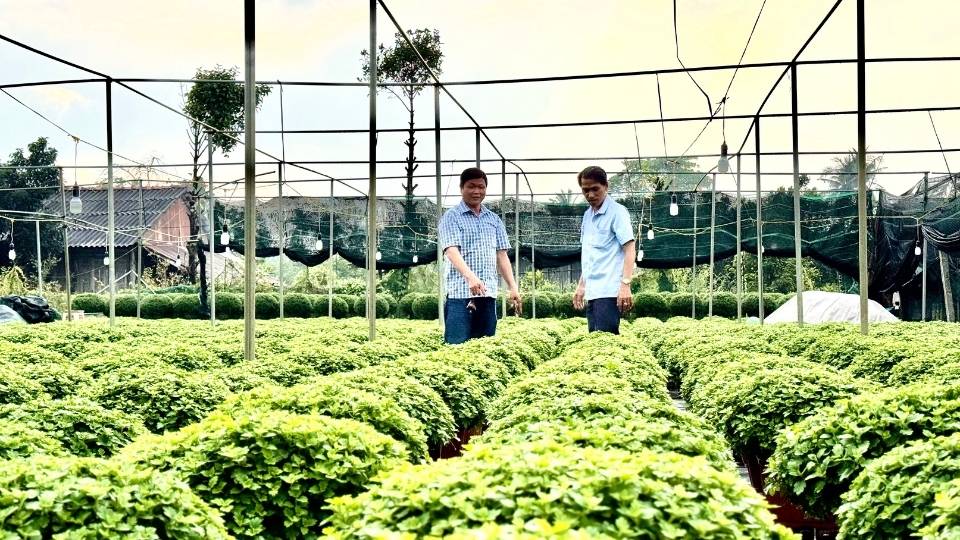 Cuc mam xoi Han Quoc duoc nong dan Cho Lach cham soc ky luong, tiep tuc duoc thu nghiem nam thu 3 trong vu hoa Tet Nguyen dan 2026. Anh: Hoang Loc 