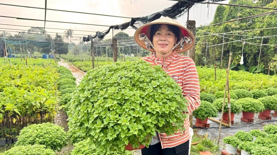 Nong dan xa Cho Lach cham soc cuc mam xoi Han Quoc trong vuon hoa, buoc sang nam thu 3 than trong thu nghiem giong hoa moi cho vu Tet Nguyen dan 2026. Anh: Hoang Loc 