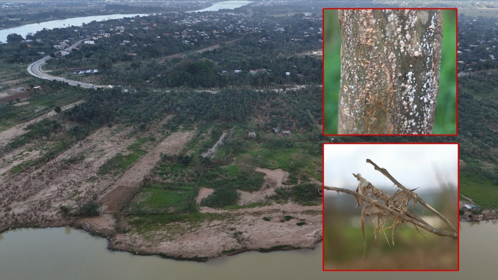 Una serie de raices de thanh tra en Hue crecen hongos blancos y se marchitan. Foto: Nguyen Luan