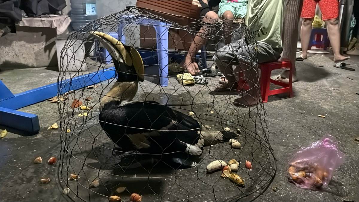 Hinh anh con chim quy nghi la Hong Hoang duoc nguoi dan o xa Xuan Thoi Son bat duoc. Anh: Dong Hoang