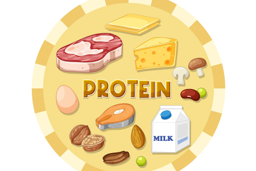Lack of protein can lead to weight gain and fat accumulation. Graphics: Thien Nhan