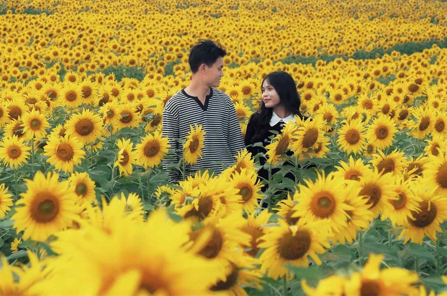 Kinh nghiệm check in đồng hoa hướng dương nổi rần rần ở Nghệ An