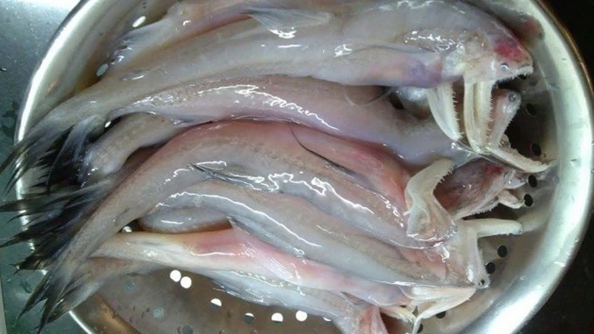 Ca khoai vung bien Ba Dong - Tra Vinh. Anh: Ky Lam 